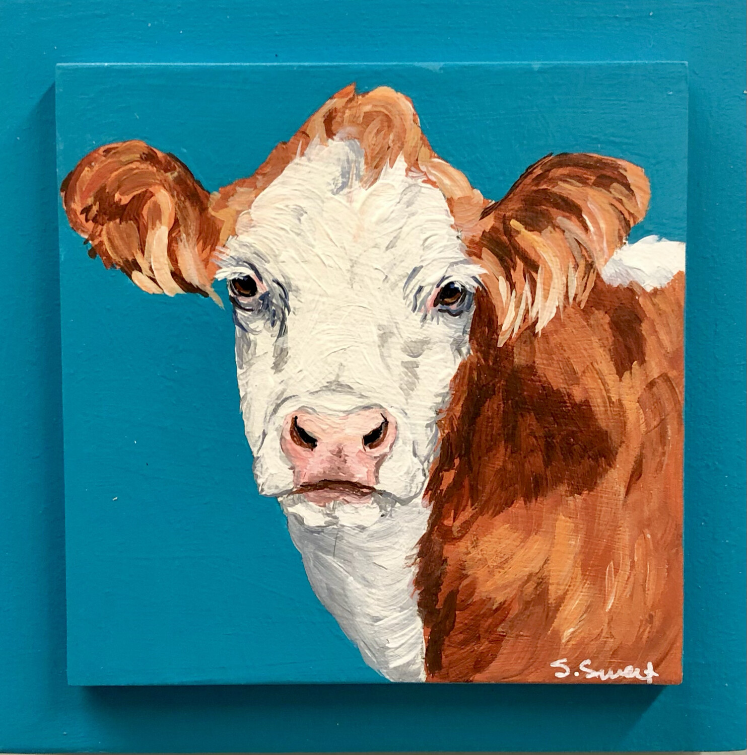 Simmental Cow on Spring Teal 