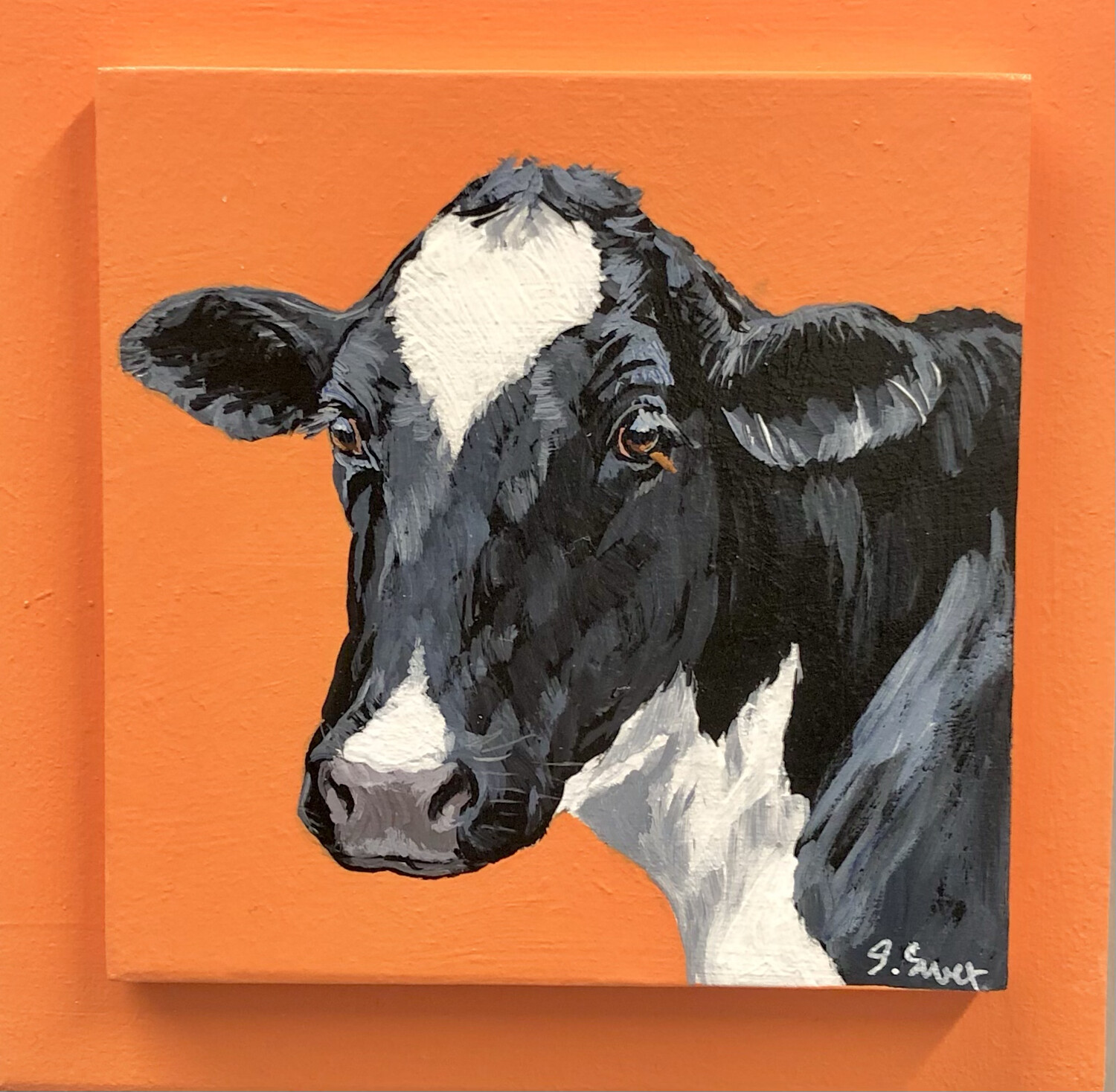 Holstein Cow 6 on Spring Orange Holstein Cow 6 on Spring Orange