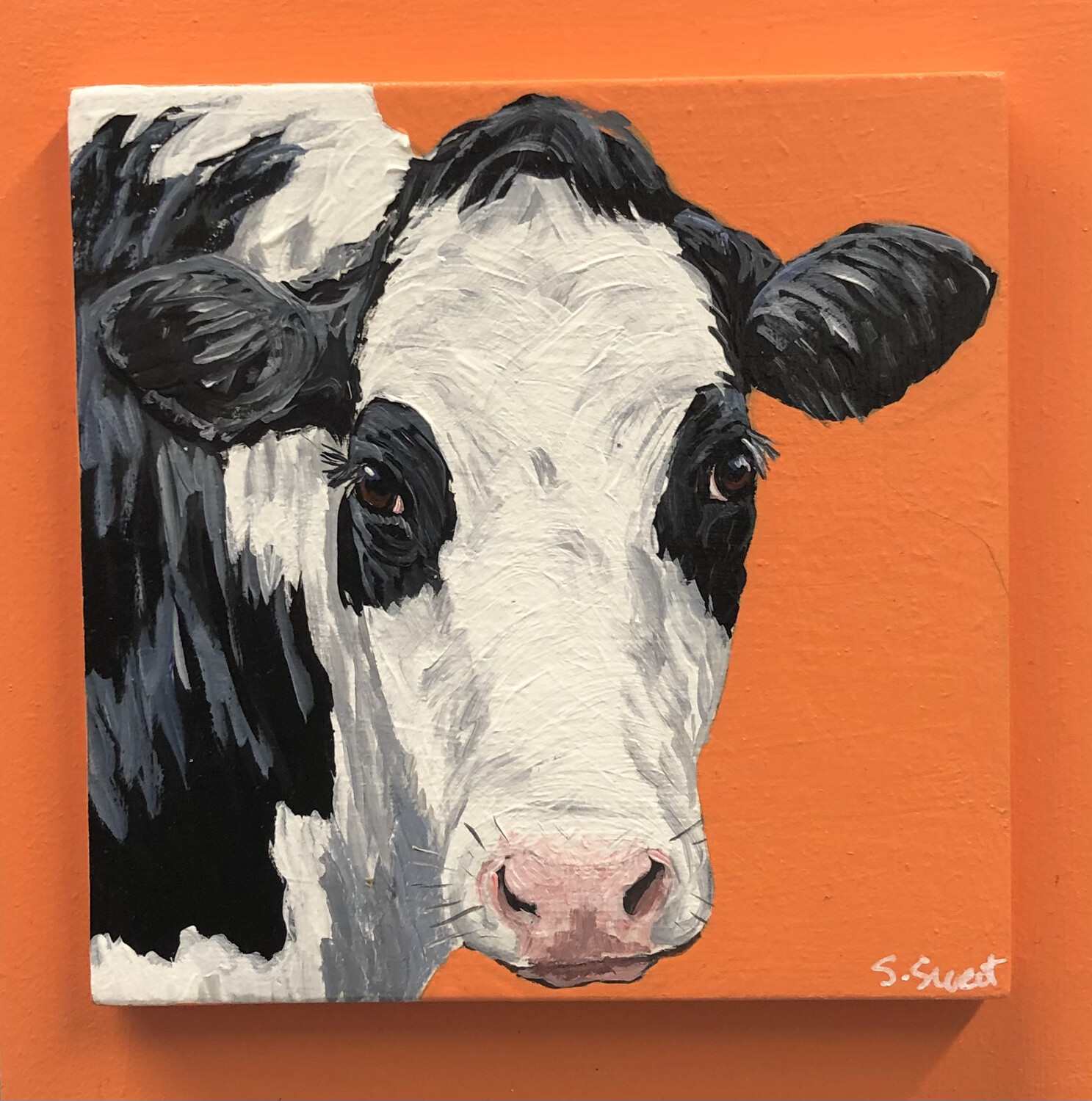 Holstein Cow 5 on Spring Orange