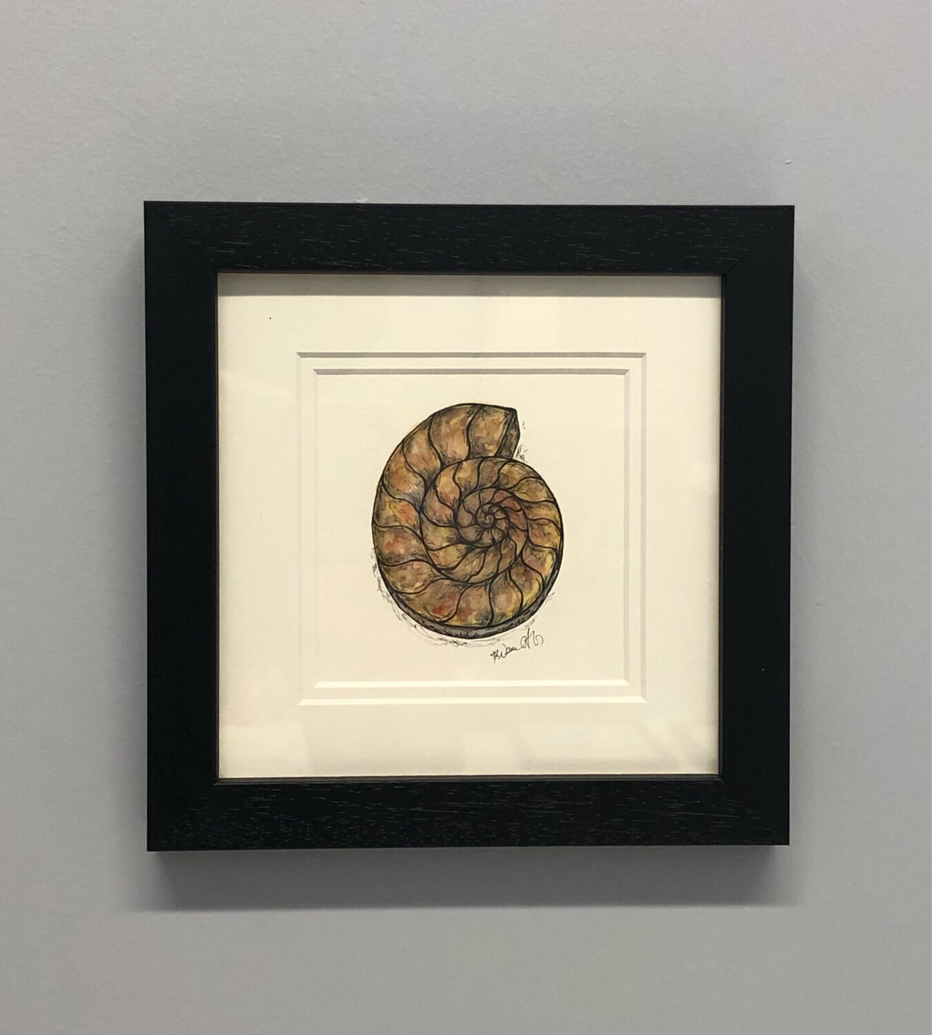 Ammonite Watercolour - Amy Nemeth