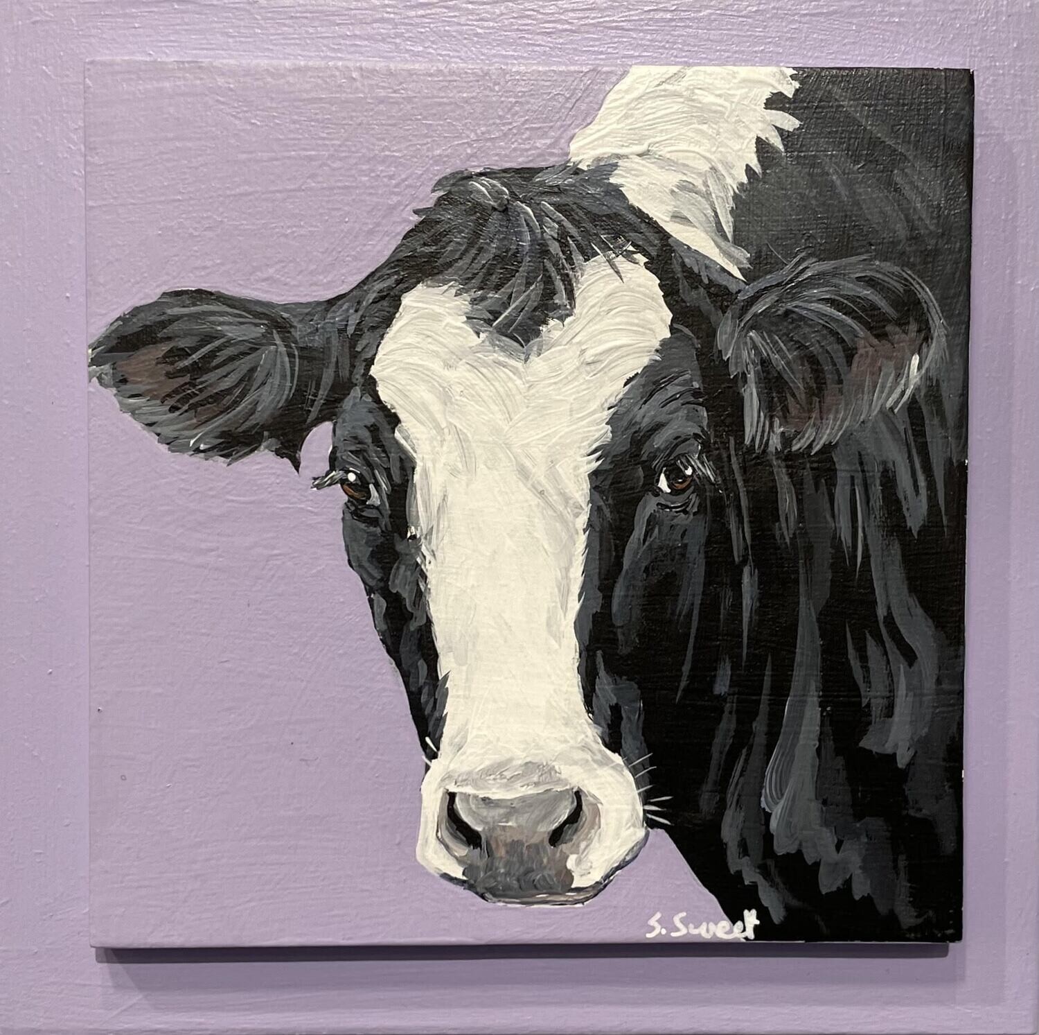 Henry the Holstein Steer on Lavender