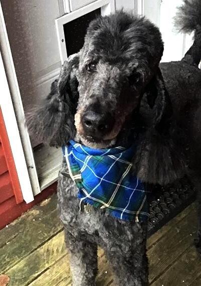Large Nova Scotia Tartan Dog Scarf- Heather Knight