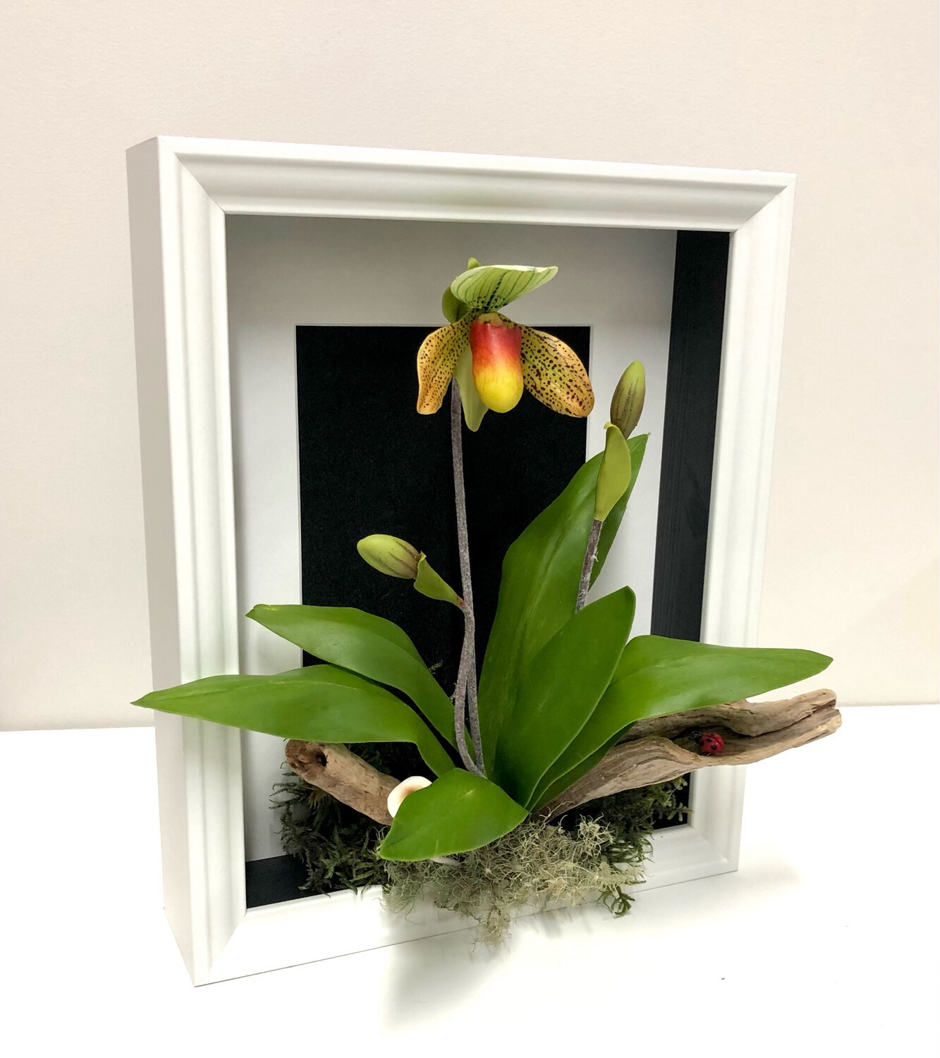 Pink & Yellow Lady Slipper Orchid White Box Black Background