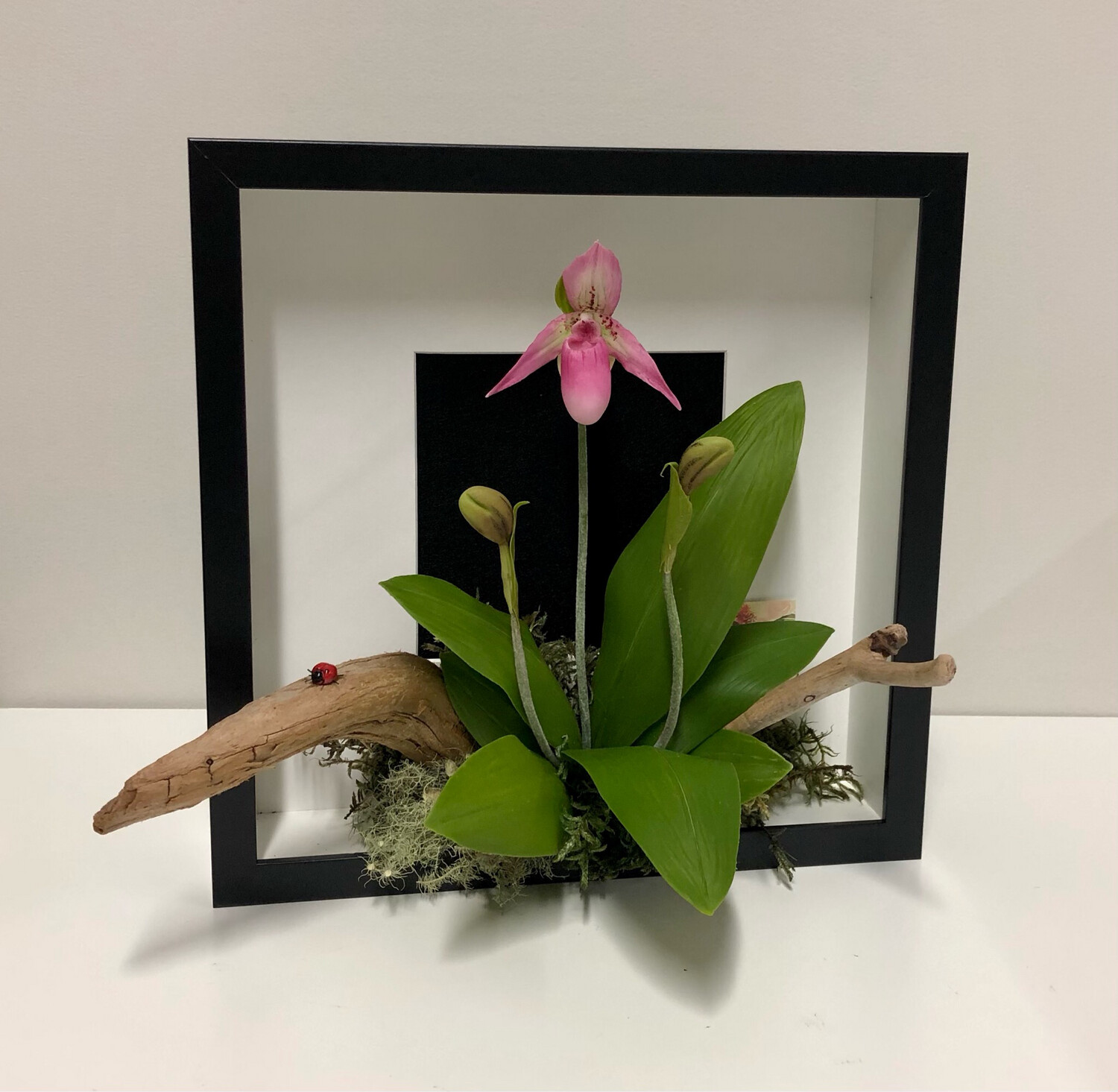 Pink Lady Slipper Orchid Black Box & Background