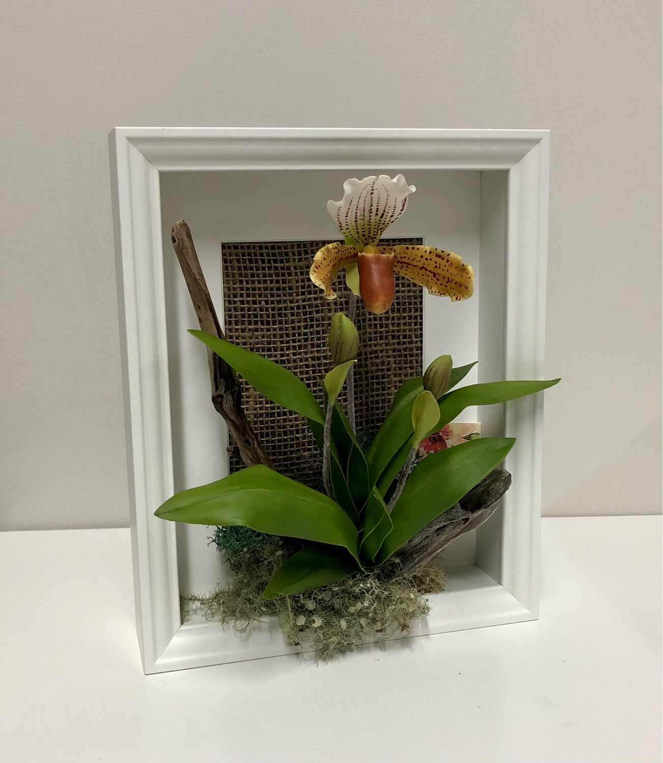 Tan Spotted Lady Slipper in Shadow Box
