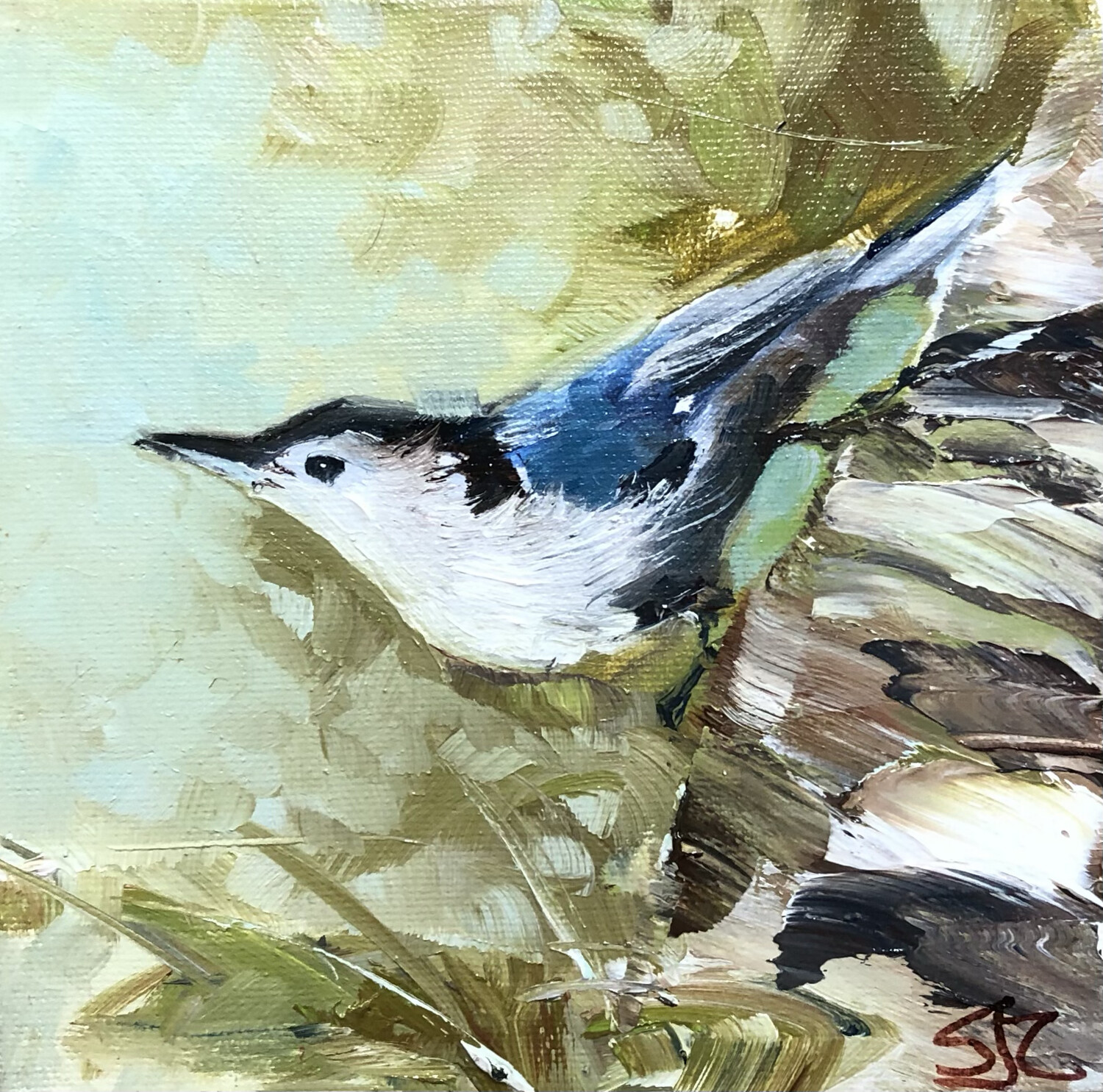 Heads Up, White Breasted Nuthatch 