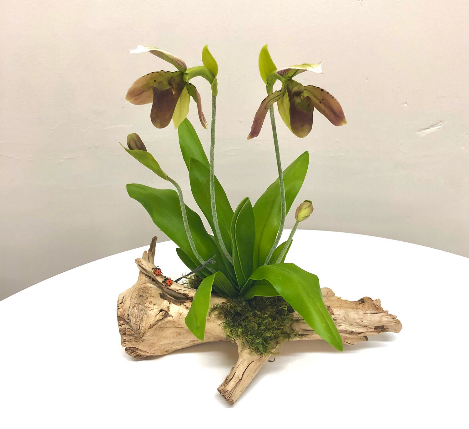 Lady Slipper Orchid on Driftwood 