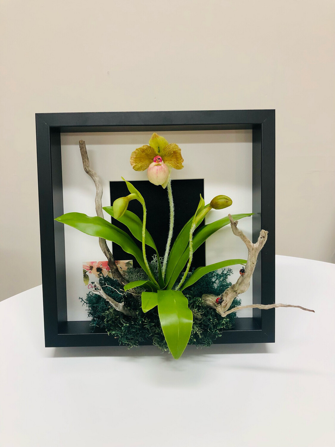 Neutral Slipper Orchid Black Box & Background