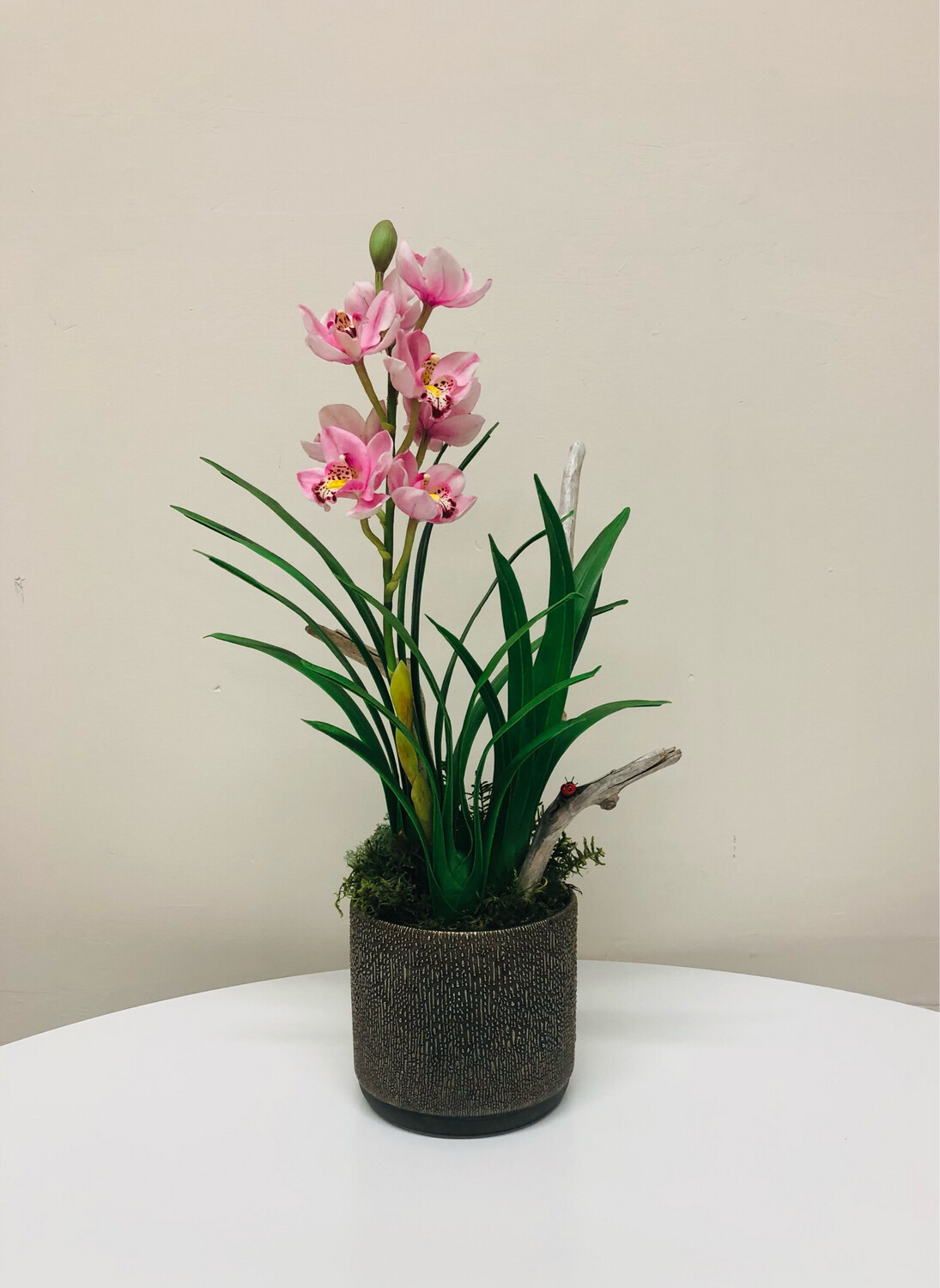 Pink Cymbidium Orchid in Pot
