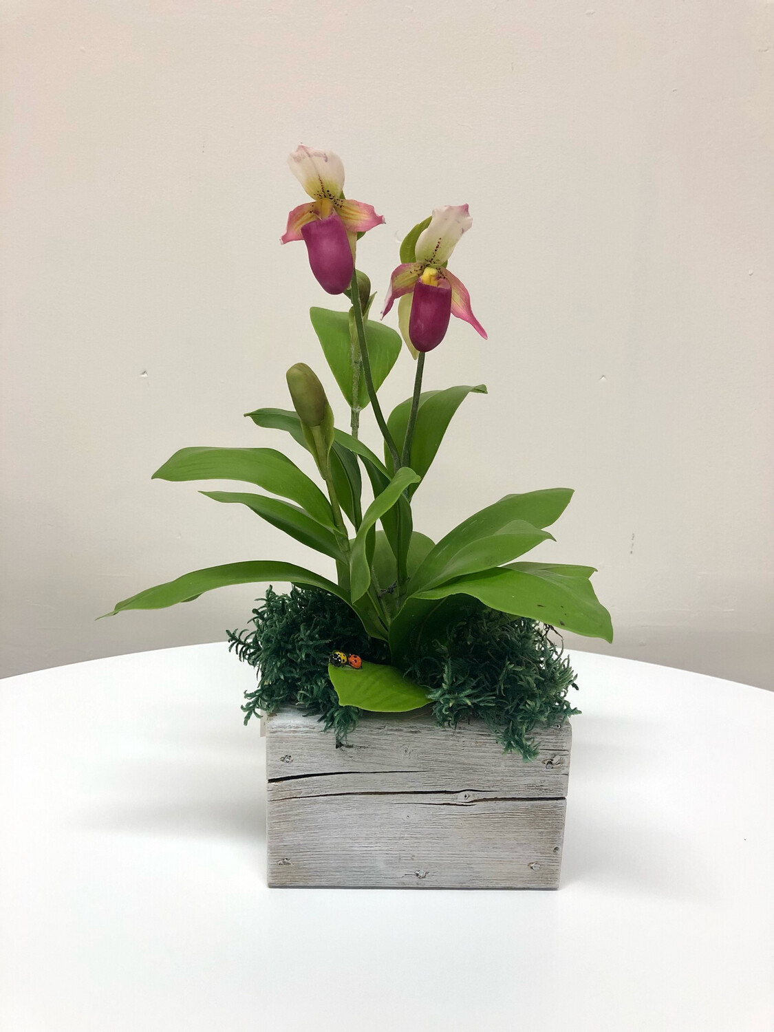Purple & White Lady Slipper Orchid in Wood Pot