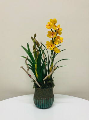 Yellow Cymbidium Orchid in Pot