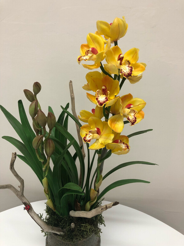 Yellow Cymbidium Orchid in Pot