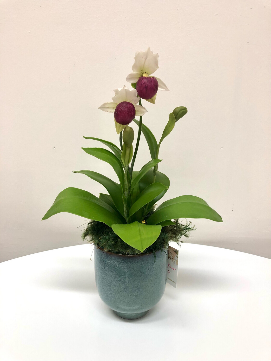 Purple & White Lady Slipper Orchid in Blue Pot