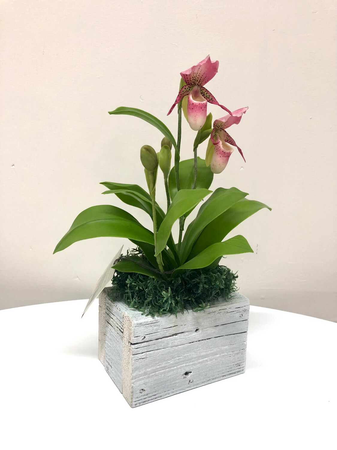 Pink Spotted Lady Slipper Orchid in Wood Pot