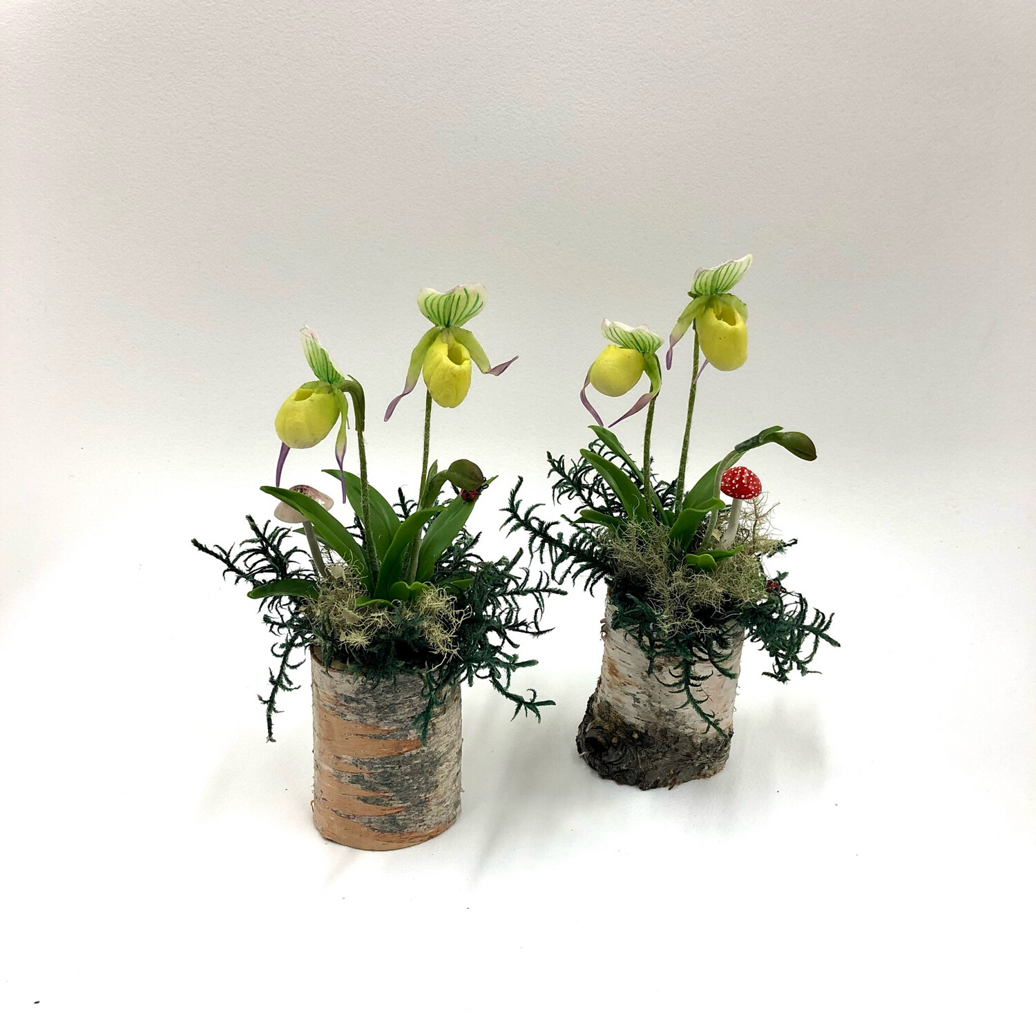 Mini Lady Slipper &#39;Green&#39;s Assorted&#39; 