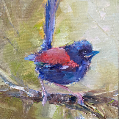 A Tresure from Down Under, Red-Backed Fairy Wren