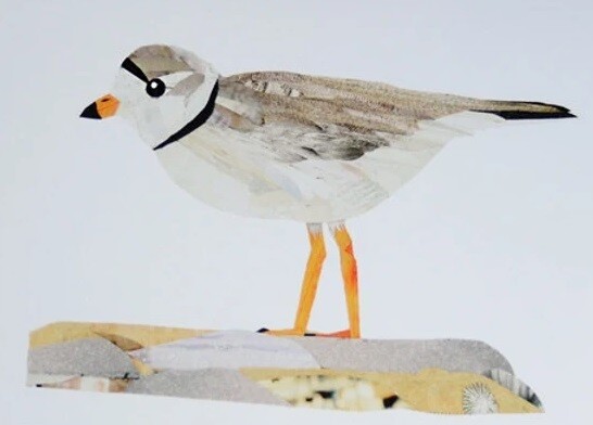 Piping Plover Collage Print