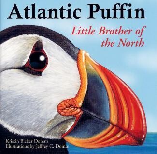 Atlantic Puffin - Kristin Bieber Domm