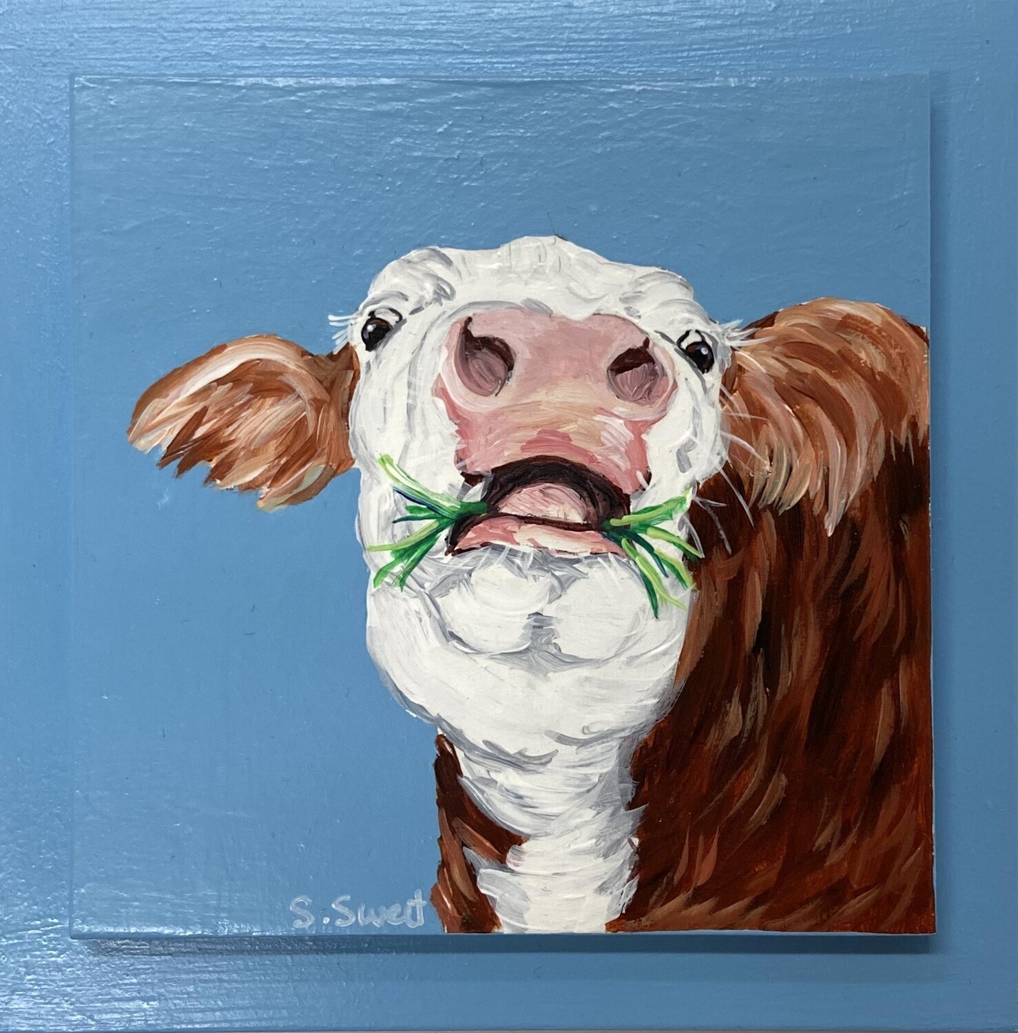 Wallace the Hereford on Baby Blue 