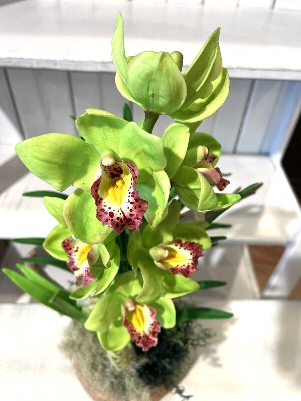 Green Cymbidium Clay Orchid