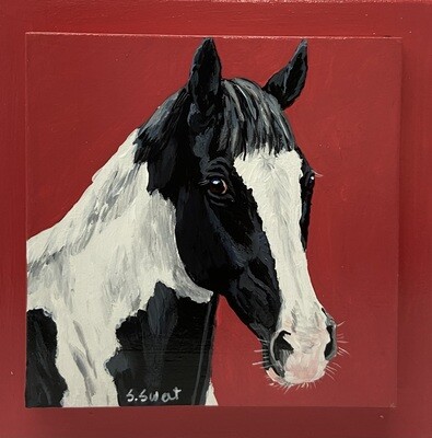 Demelza the Pinto on Soft Red