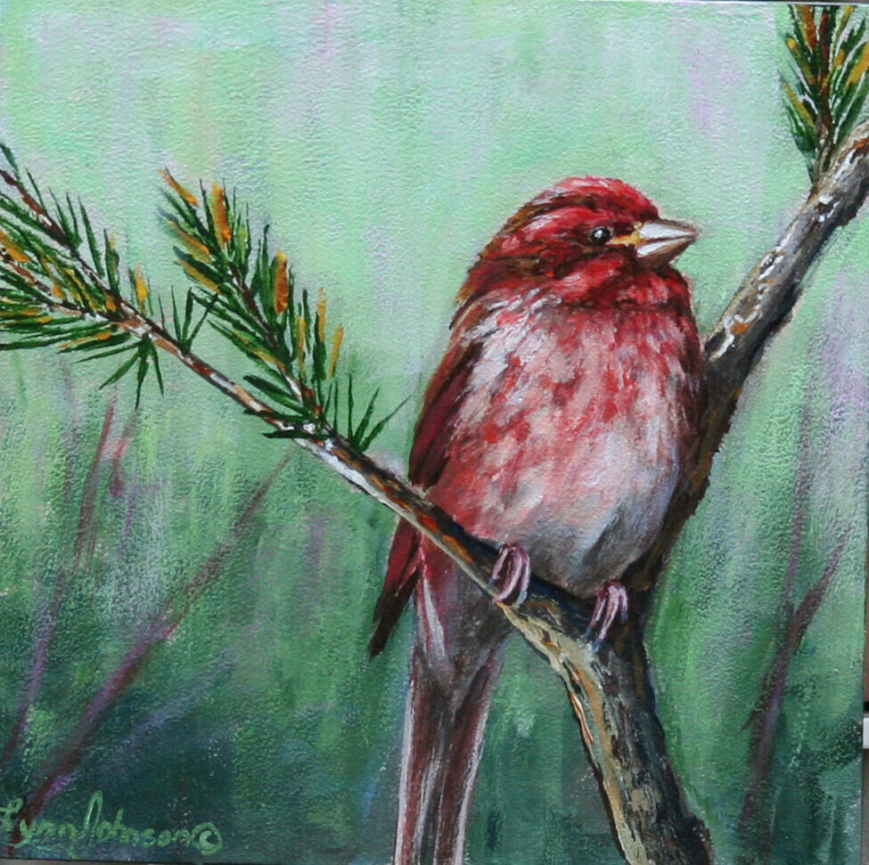 Sitting Pretty, Purple Finch 