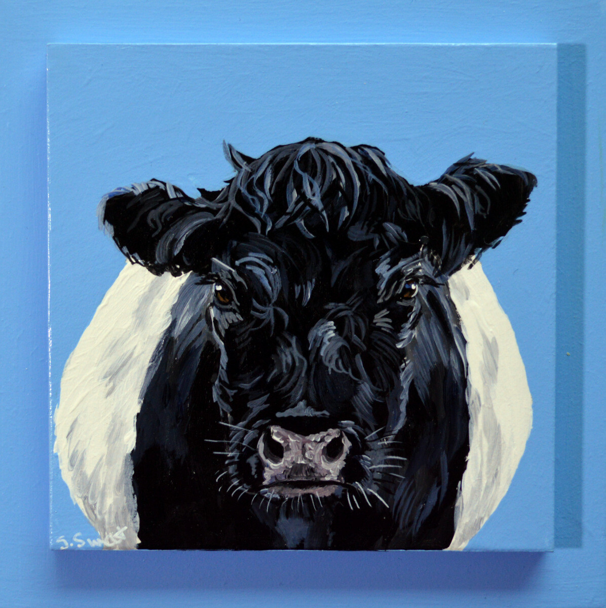 Gibson the Beltie on Provence Blue