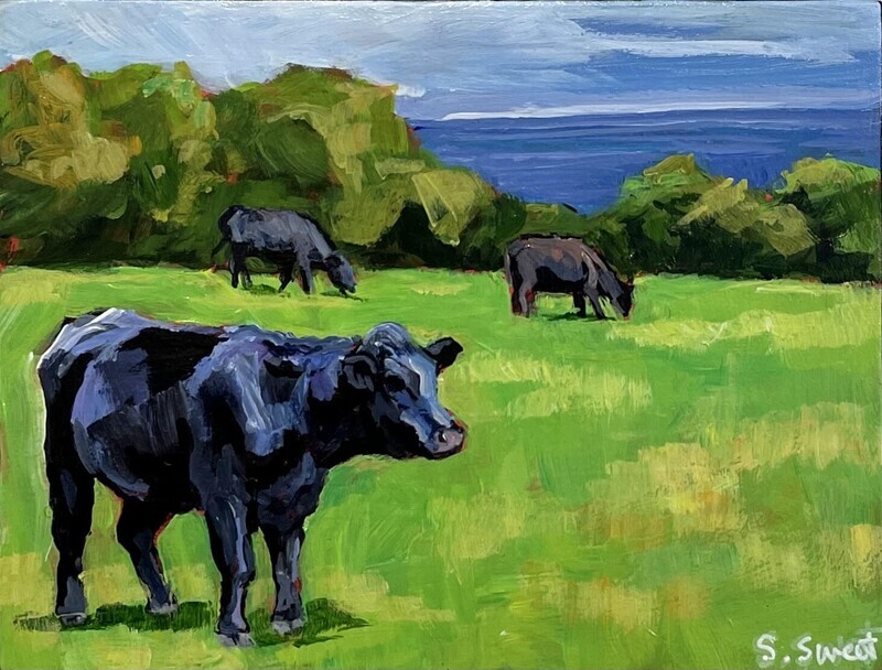 Cows by the Bay in Summer