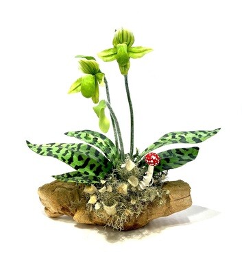Big Leaf Double Light Green Lady Slipper Orchid on Driftwood