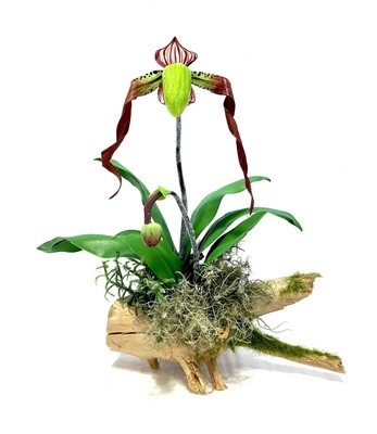Big Leaf Green Lady Slipper Orchid on Driftwood