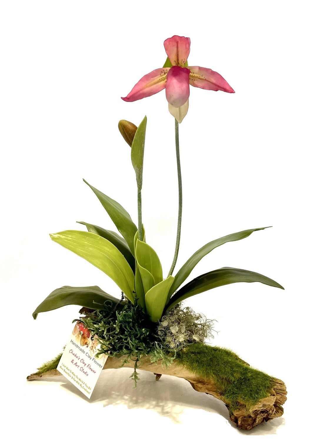 Single Pink Lady Slipper Orchard on Driftwood