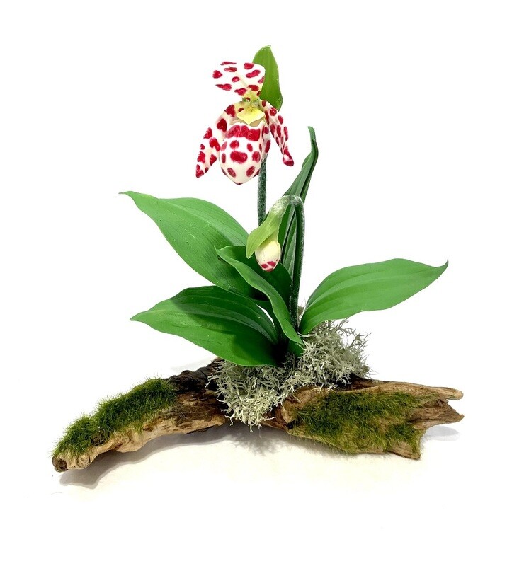 Big Leaf Spotted Lady Slipper Orchid on Driftwood