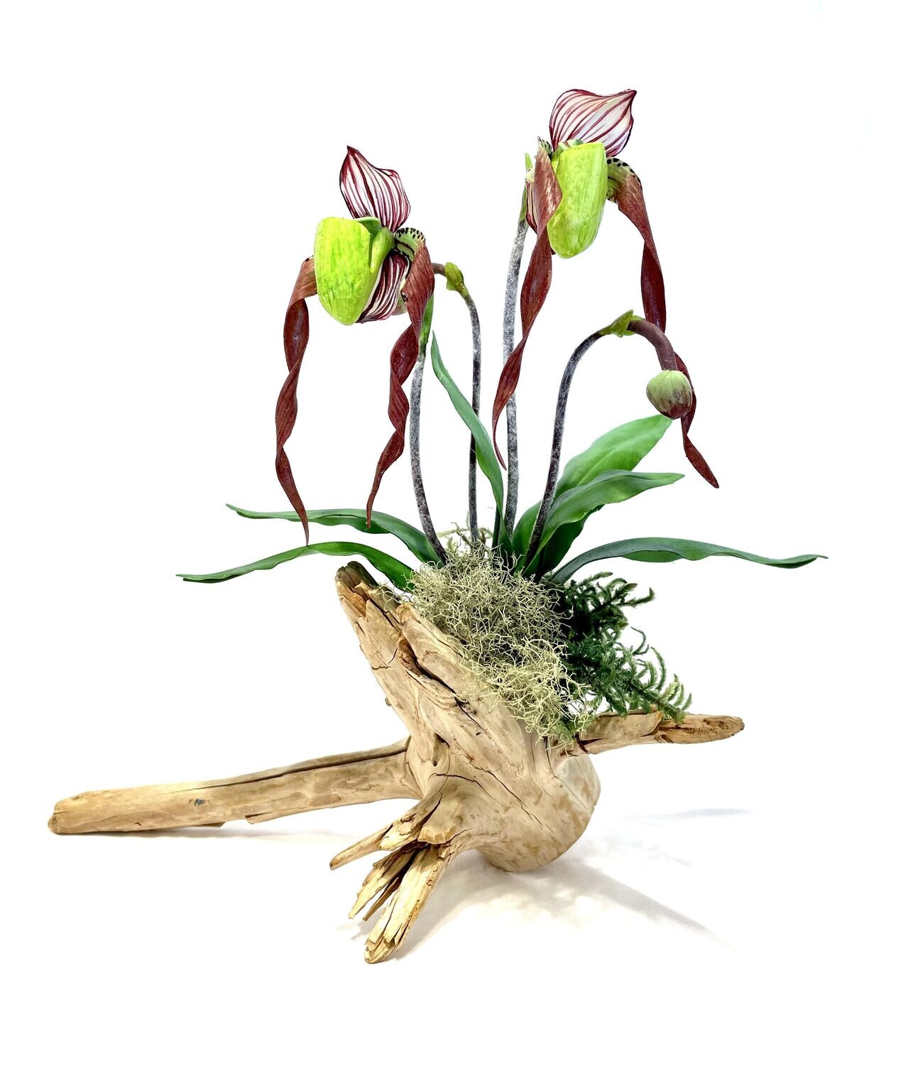 Big Leaf Double Green Lady Slipper Orchid on Driftwood