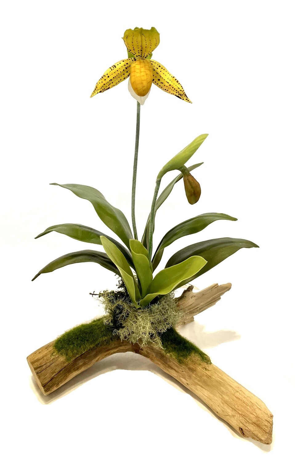 Single Yellow Lady Slipper Orchid on Driftwood