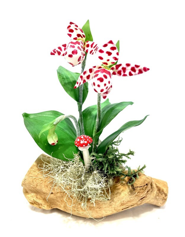 Big Leaf Double Spotted Lady Slipper Orchid on Driftwood