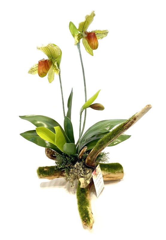 Two Green Lady Slipper Orchids on Driftwood