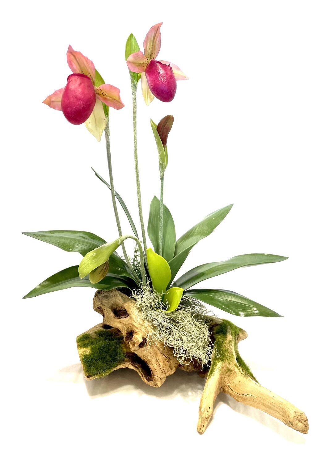 Two Pink Lady Slipper Orchids on Driftwood