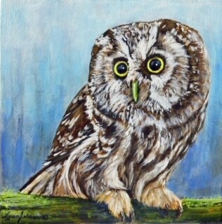 Sweet Little Boreal Owl 