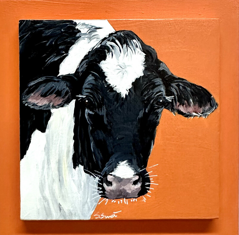 Harmony the Holstein on Orange