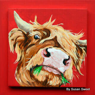Woody the Highland on Red