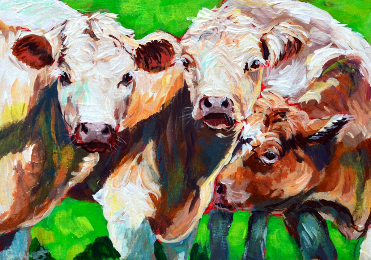 Gossip Girls, Cows