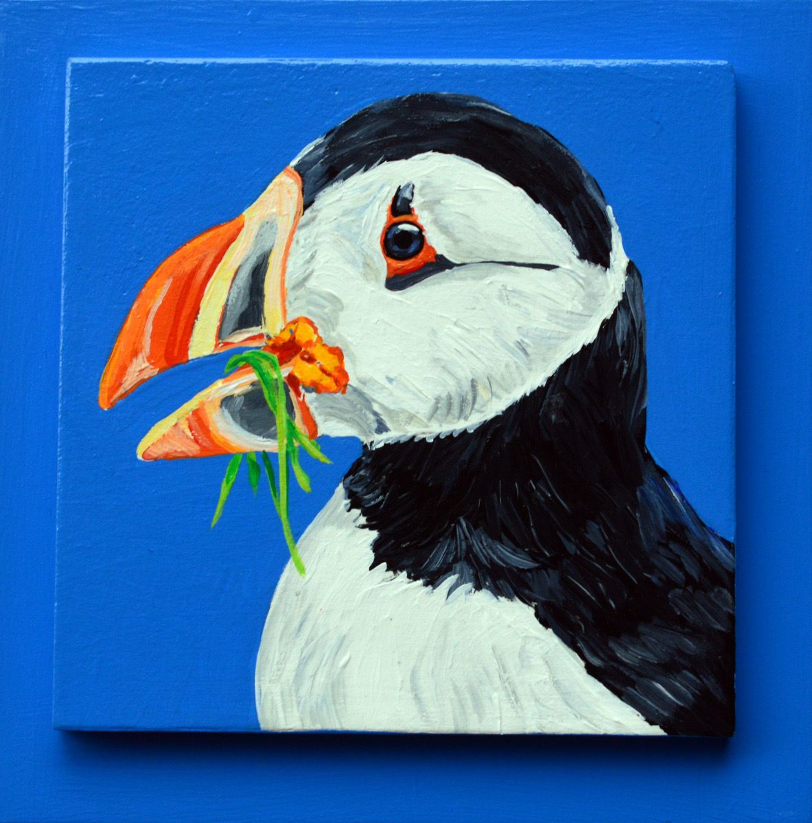 Brier the Puffin on Blue