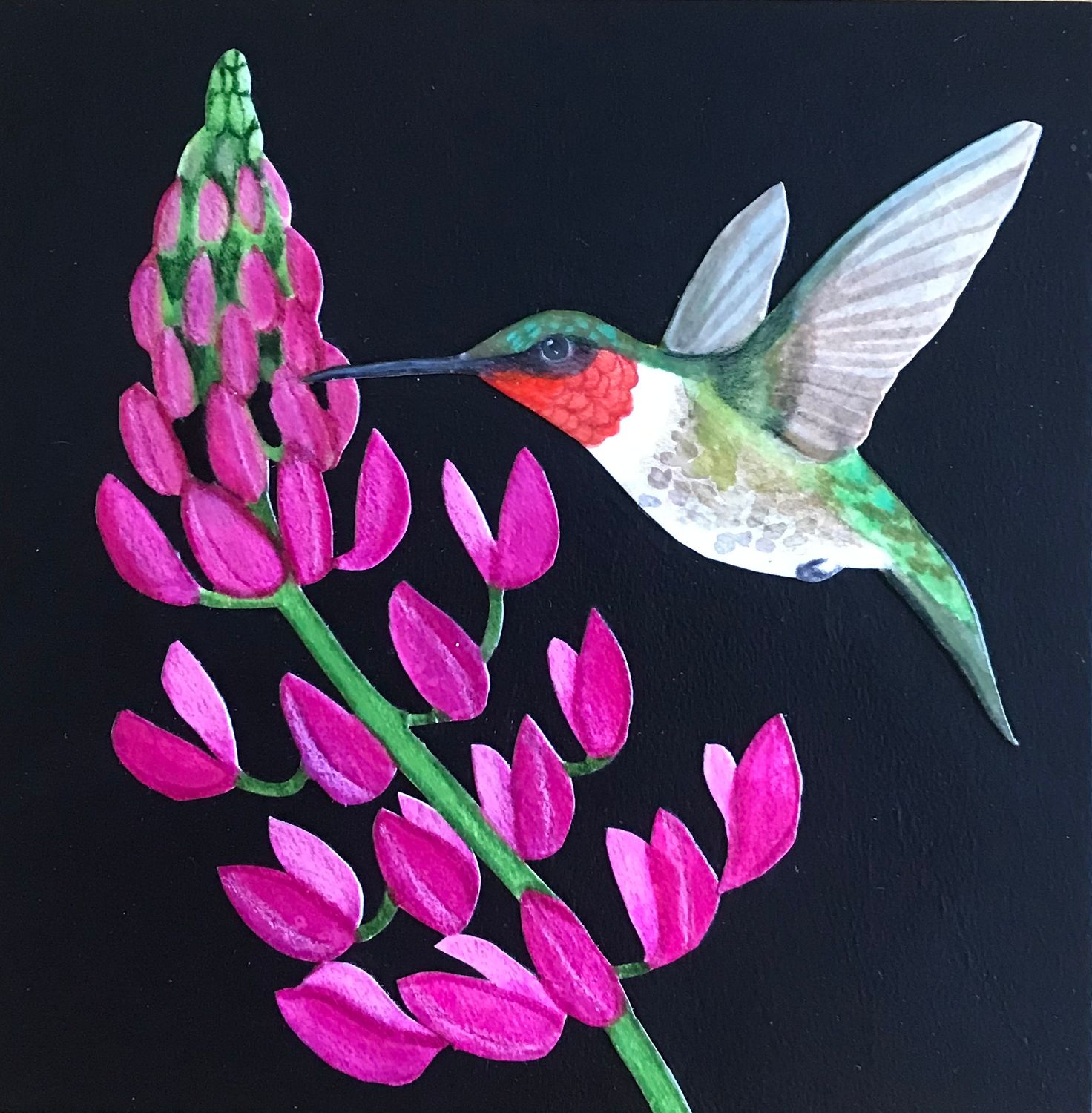 Hummingbird and Lupin #1