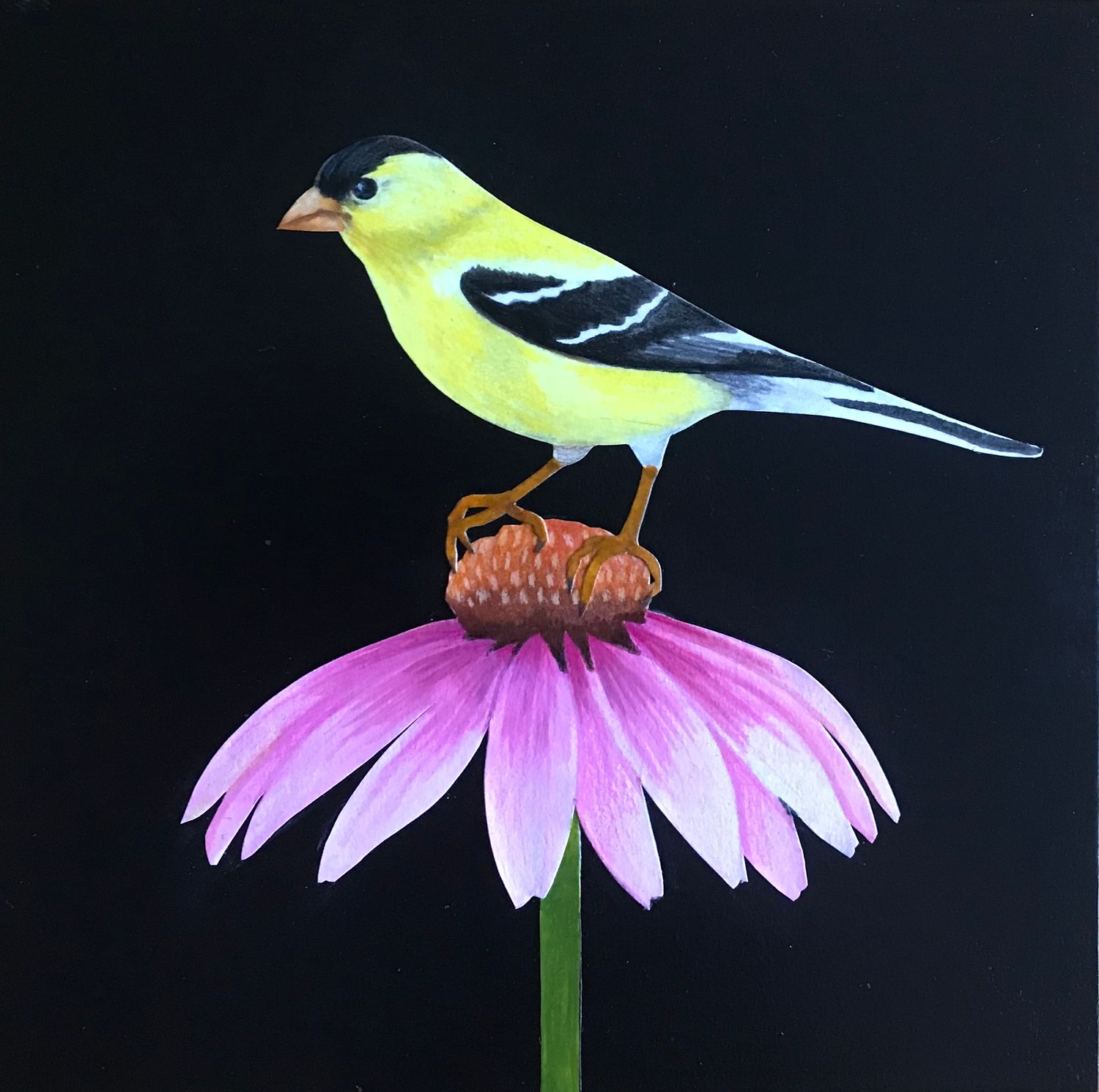 Goldfinch on Coneflower #3
