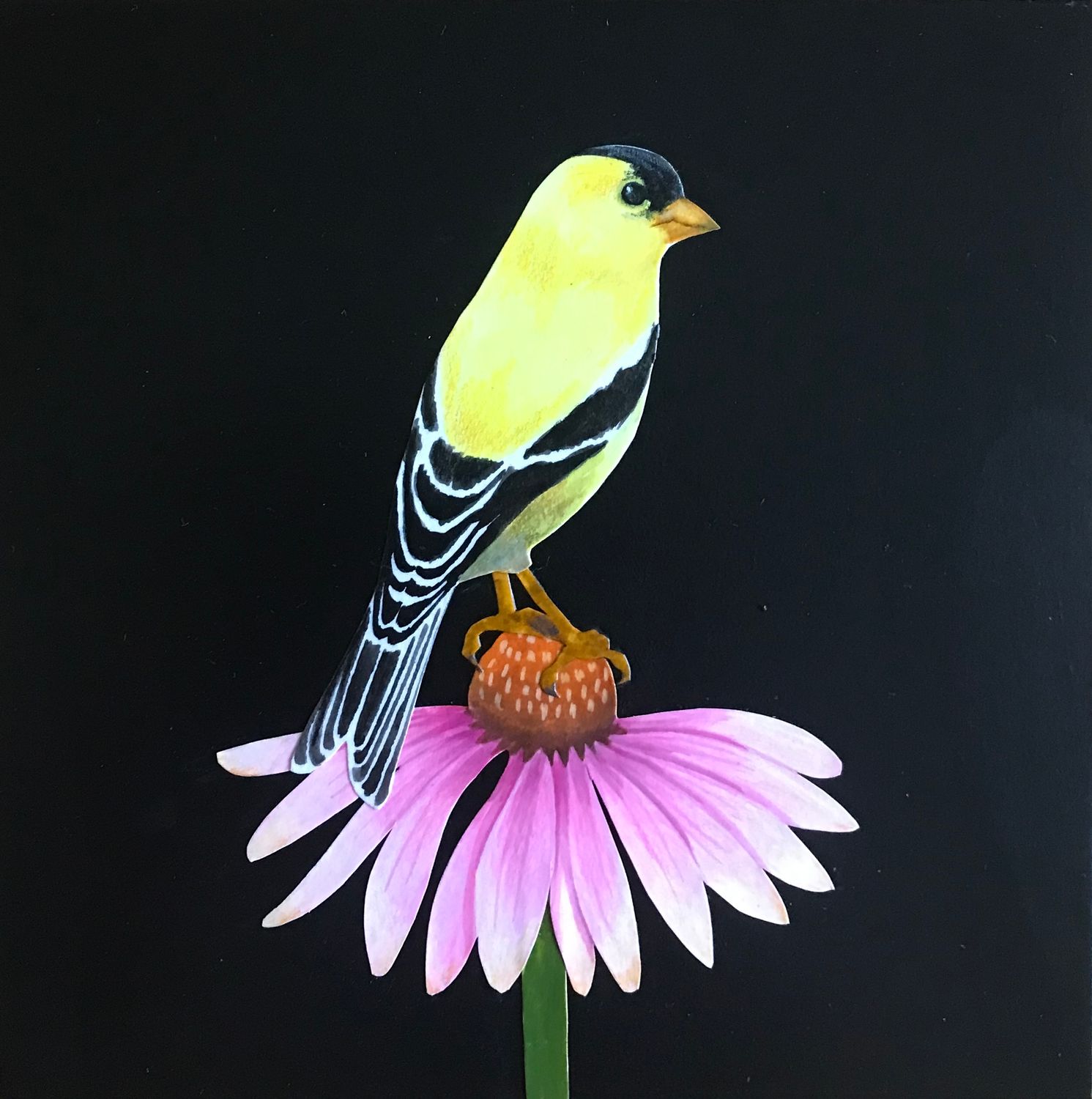Goldfinch on Coneflower #1