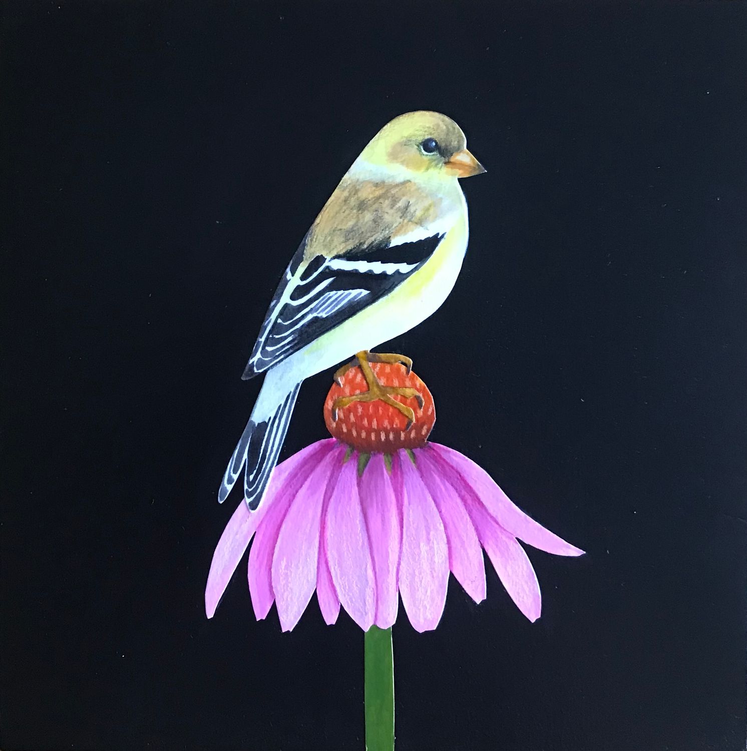 Goldfinch on Coneflower #4