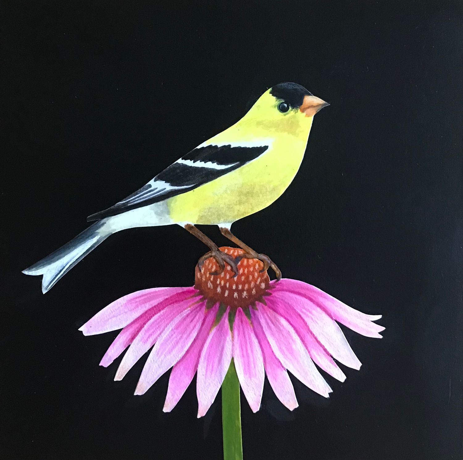 Goldfinch on Coneflower #2