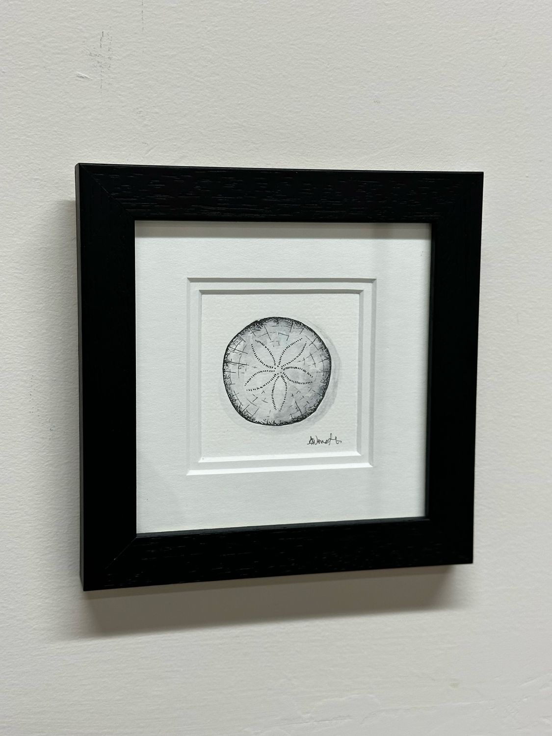 Simply a Sand Dollar 