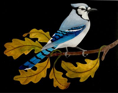 Bluejay in Oak #2