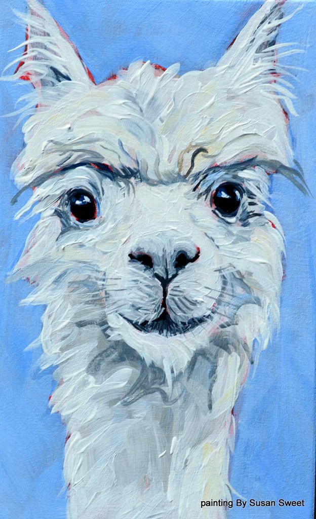 Newton the Alpaca 